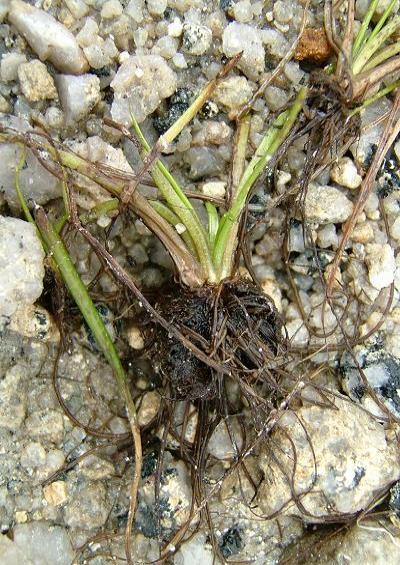 Thelypteris palustris Marsh Fern