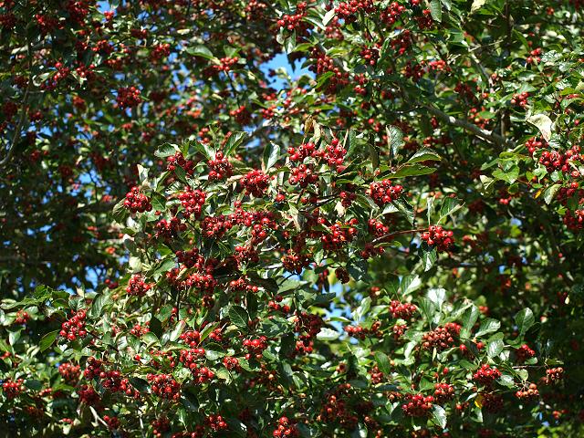 Crataegus x lavellii Hybrid Cockspurthorn Rosaceae Images