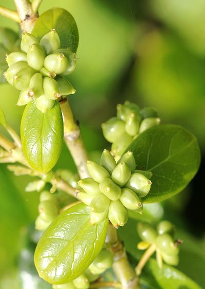 Rubiaceae Bedstraw and Madder Family