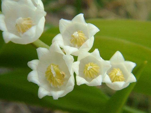 Convallaria majalis Lily of the Valley Ruscaceae Images