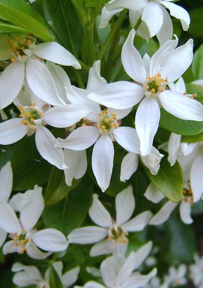 Rutaceae Rue or Citrus Family