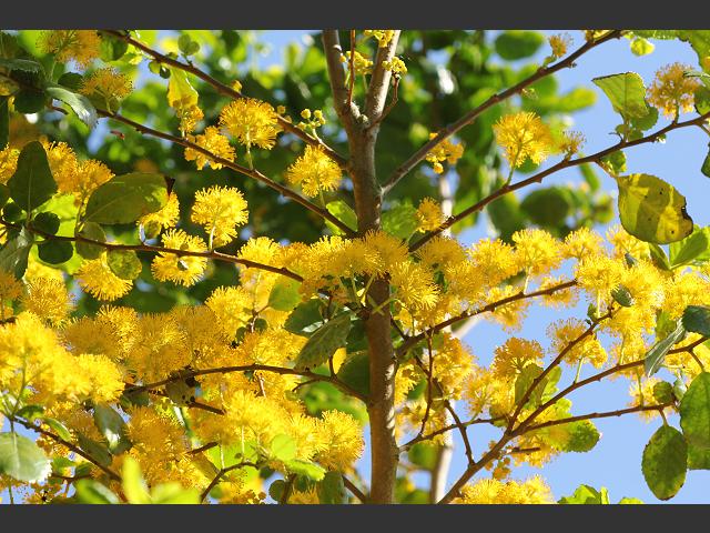 Azara serrata Saw toothed Salicaceae Images