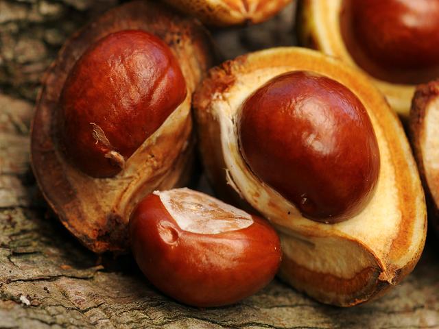 Photographic Stock Image Library Page for Aesculus hippocastanum Horse Chestnut Sapindaceae Images