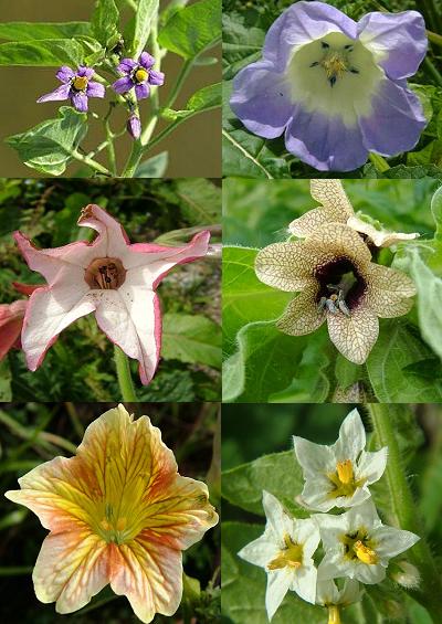 Family Index for Solanales Nightshade Bindweed Dodder