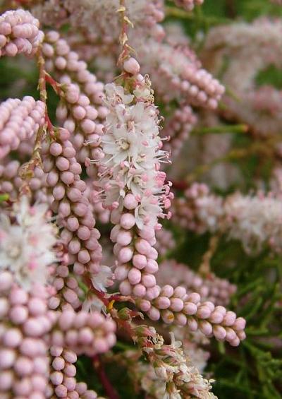 Tamaricaceae Tamarisk Family