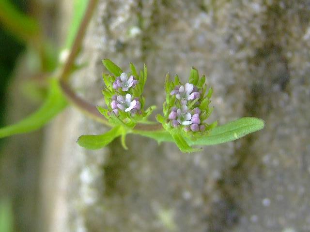 Valerianella dentata Narrow or Smooth fruited Cornsalad Valerianaceae Images