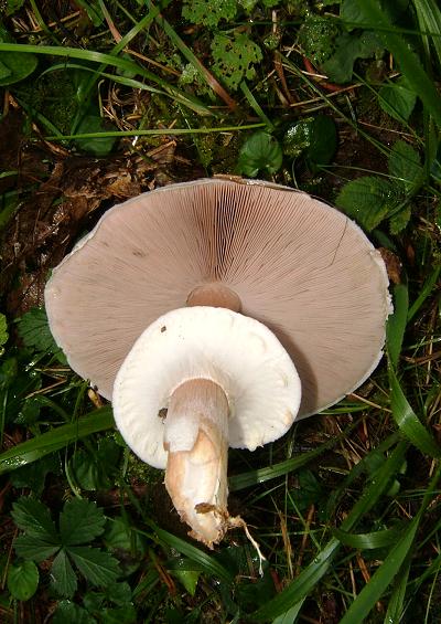 Mushrooms and Toadstools Fungi Images A-Z UK