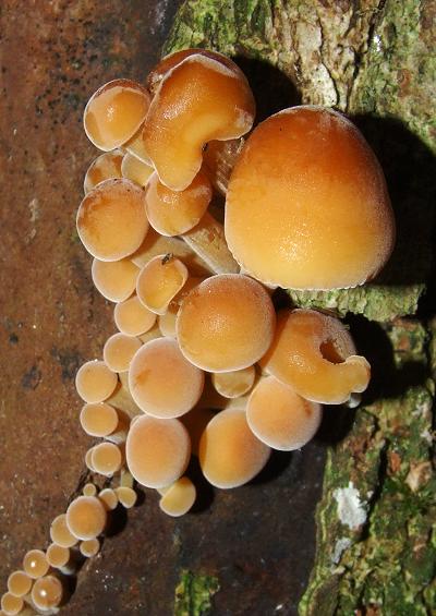 Mushrooms and Toadstools Fungi Images A-Z UK