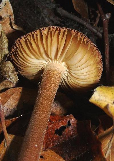 Mushrooms and Toadstools Fungi Images A-Z UK