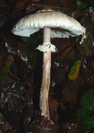 Mushrooms and Toadstools Fungi Images A-Z UK