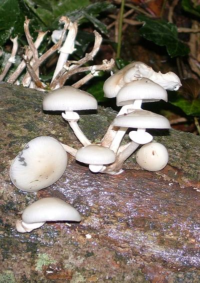 Mushrooms and Toadstools Fungi Images A-Z UK