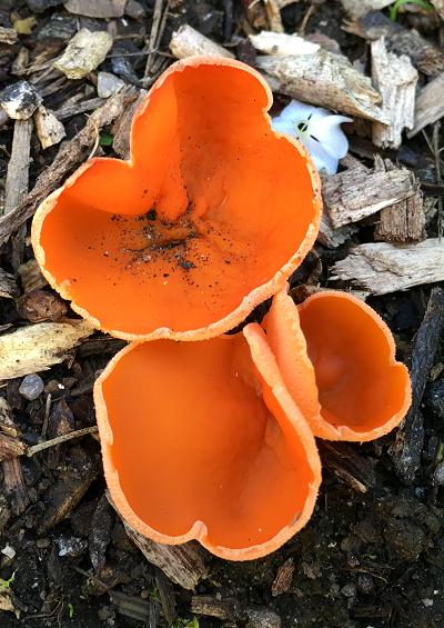 Cups Jellydiscs Eyelashes and Saddles Ascomycete Fungi Images UK