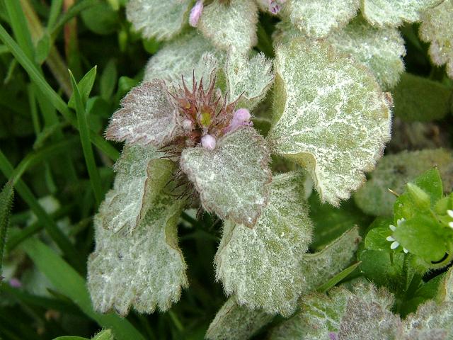 Neoerysiphe galeopsidis Labiate Powdery Mildew Ascomycetes Ascomycota Images