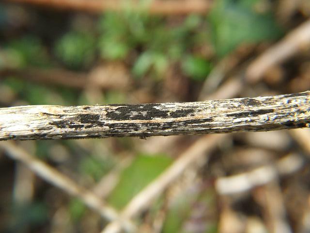 Torula herbarum a Mitosporic Fungus Ascomycetes Ascomycota Images