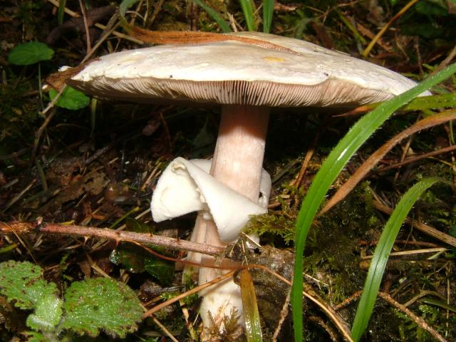 Agaricus arvensis Horse Mushroom Agaricale Images