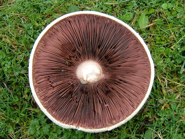 Agaricus campestris Field Mushroom Agaricale Images
