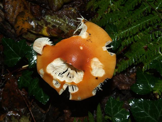 Amanita crocea Orange Grisette Agaricale Images