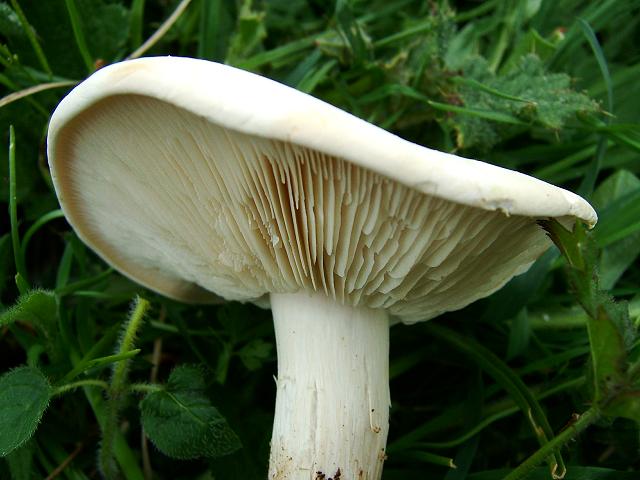 Calocybe gambosa St Georges Mushroom Agaricale Images