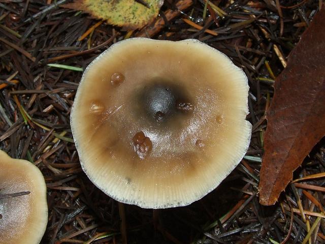 Collybia butyracea Butter Cap or Greasy Tough Shank Agaricale Images