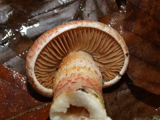 Cortinarius bolaris Dappled Webcap Agaricale Images