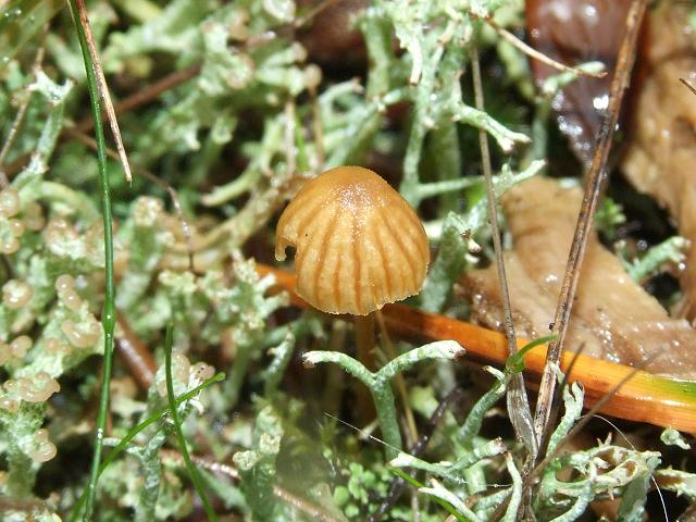 Galerina vittiformis Hairy Leg Bell or Moss Pixy Cap Agaricale Images