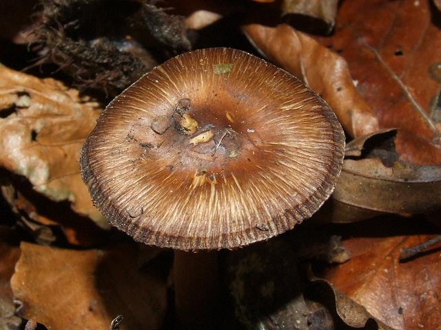 Inocybe erubescens Deadly Fibrecap or Red staining Inocybe Agaricale Images