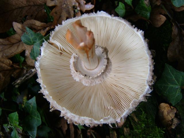 Macrolepiota rhacodes Shaggy Parasol Agaricale Images