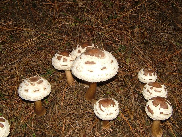Macrolepiota rhacodes var hortensis Shaggy Parasol Agaricale Images
