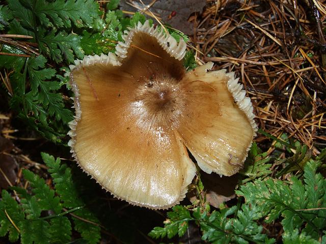 Megacollybia platyphylla Whitelaced Shank Agaricale Images