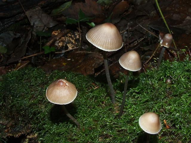 Mycena alcalina Stump Bell Cap Agaricale Images