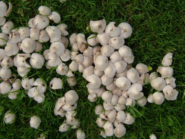 Psathyrella candolleana Common Crumble Cap Agaricale Images