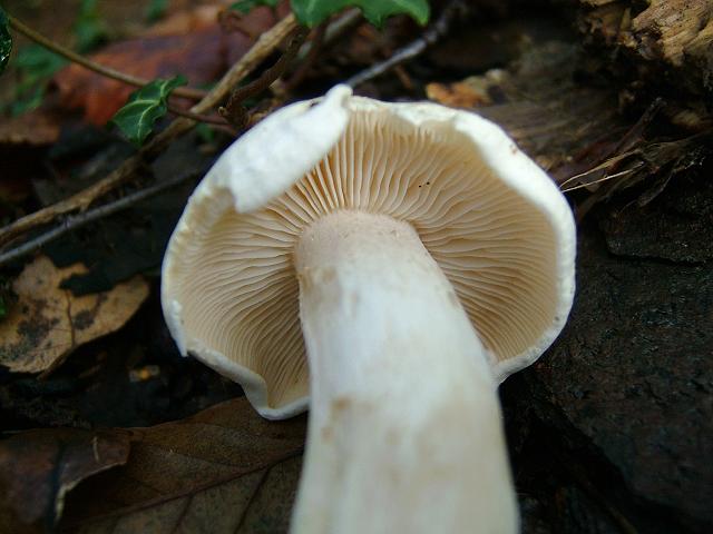 Tricholoma columbetta Blue Spot Knight Agaricale Images