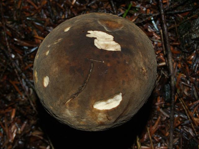 Porphyrellus porphyrosporus Dusky Bolete Boletale Images