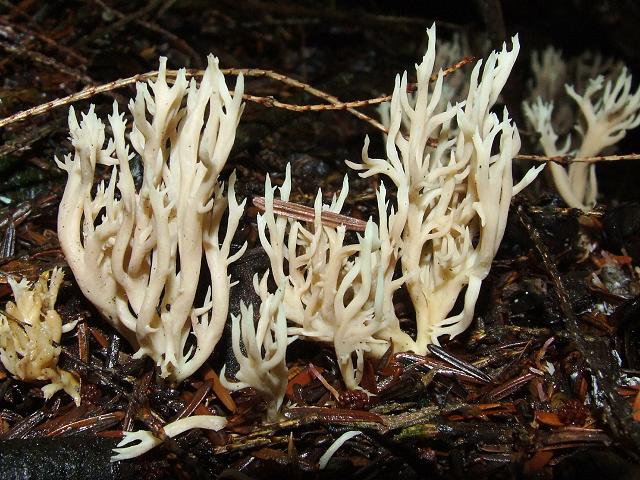Clavulina cristata Crested Coral Fungus Cantharellale Images