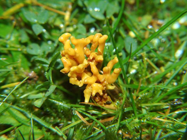 Clavulinopsis corniculata Meadow Coral Cantharellale Images