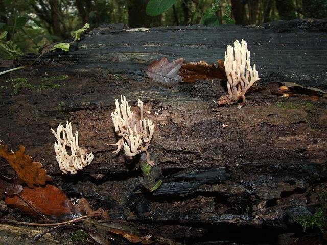 Ramaria stricta Upright Coral Cantharellale Images