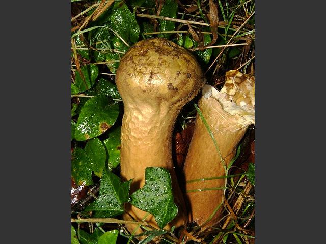 Calvatia excipuliformis Pestle Puffball Geastrale Images