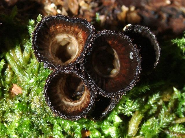 Cyathus striatus Fluted Birds Nest Geastrale Images