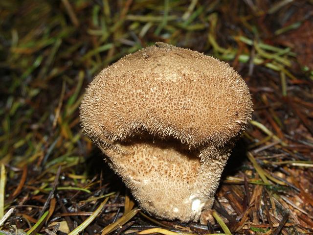 Lycoperdon nigrescens Dusky Puffball Geastrale Images