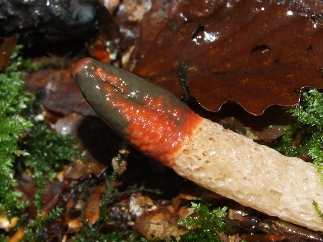 Mutinus caninus Dog Stinkhorn Geastrale Images