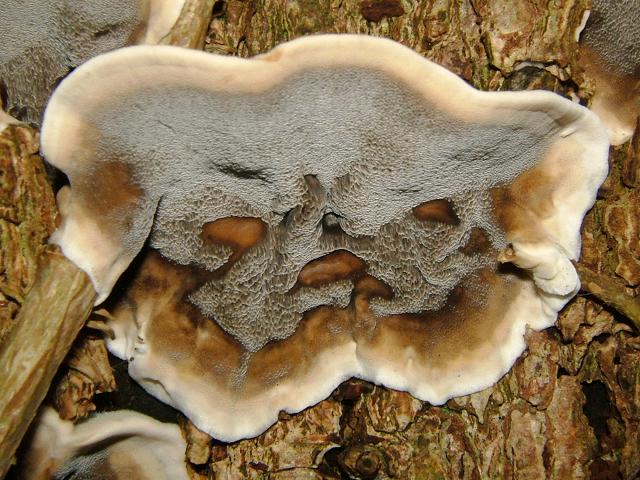 Bjerkandera adusta Smoky Bracket Polyporale Images
