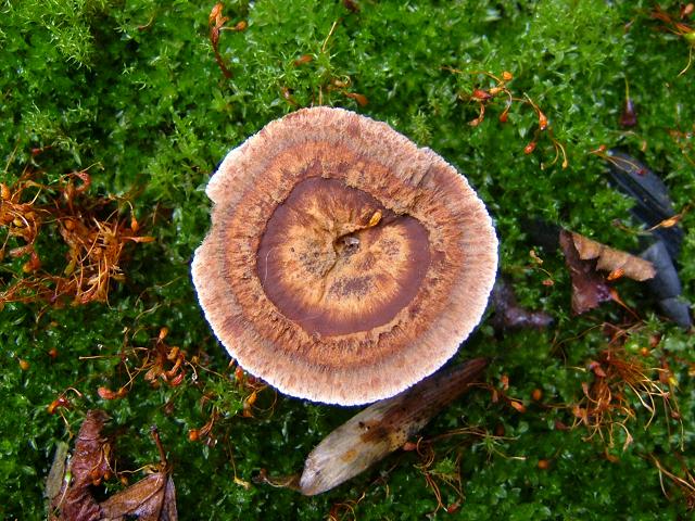 Coltricia perennis Brown Goblet Polyporale Images
