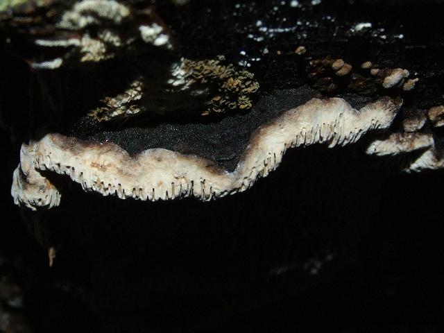 Datronia mollis Common Mazegill Polyporale Images