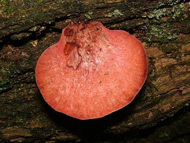 Fistulina hepatica Beefsteak Fungus Polyporale Images