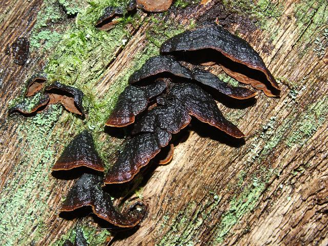 Hymenochaete rubiginosa Oak Curtain Crust Polyporale Images