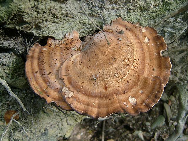 Meripilus giganteus Giant Polypore Polyporale Images