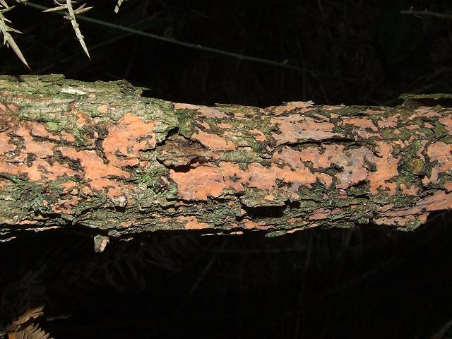 Peniophora incarnata Rosy Crust Polyporale Images