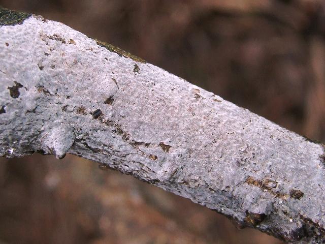 Peniophora lycii A Crust Fungus Polyporale Images