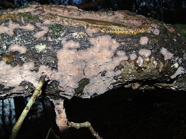 Peniophora quercina Crust Fungus Polyporale Images