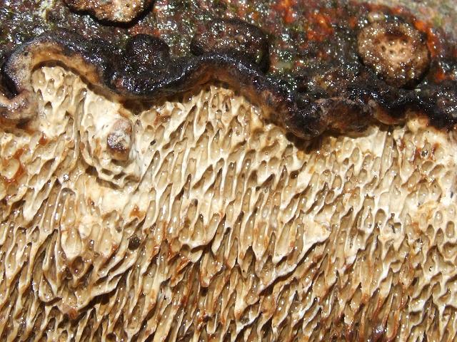 Phellinus contiguus Porecrust Polyporale Images